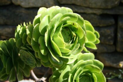 Thumbnail for the post titled: Tips for Your Garden