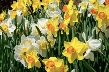 Thumbnail for the post titled: Daffodils