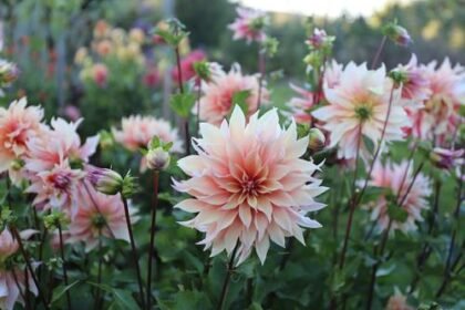 Thumbnail for the post titled: How to Design a Beautiful, Practical Cutting Garden in New England