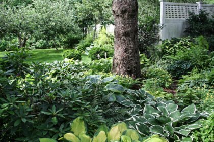 Thumbnail for the post titled: Shade Gardening