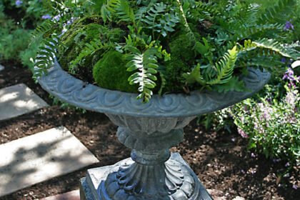 Thumbnail for the post titled: Fern Mania