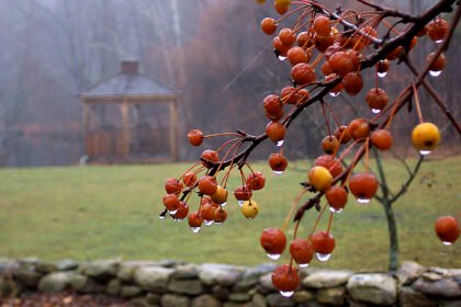 Thumbnail for the post titled: Landscaping for Year-Round Interest