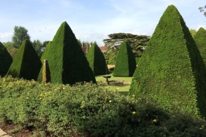 Thumbnail for the post titled: Yews