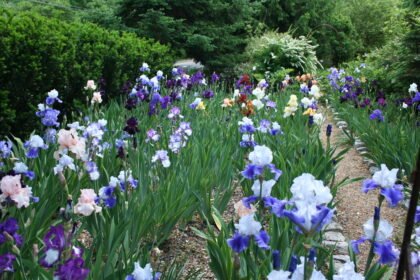 Thumbnail for the post titled: The Glories of Iris