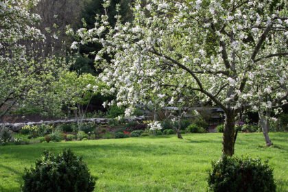 Thumbnail for the post titled: Heirloom Apples