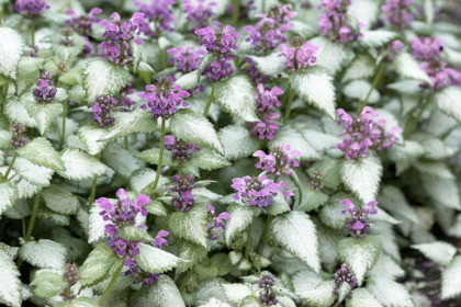 Thumbnail for the post titled: Groundcovers for Shade