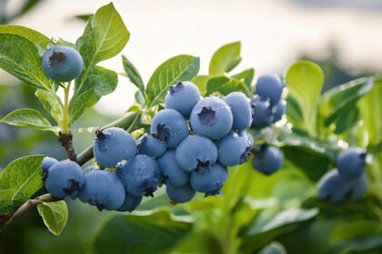 Thumbnail for the post titled: Make Your Garden Productive Again!