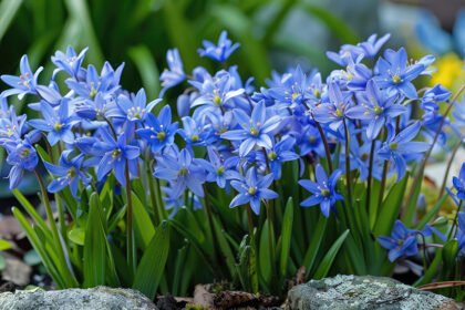 Thumbnail for the post titled: Bulbs So Blue!