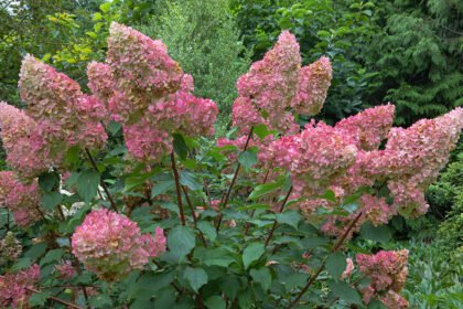 Hydrangea paniculata pinky winky,