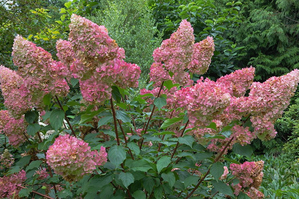 Hydrangea paniculata pinky winky, 