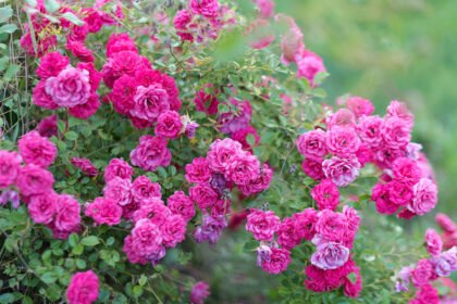 Thumbnail for the post titled: Roses in the Landscape